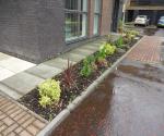 Raingarden