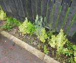 Raingarden