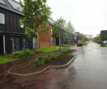 Raingarden