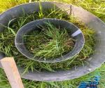 close up infiltroring met lang gras