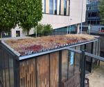 Greyfriars green roof