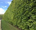 Green wall