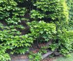 Green wall