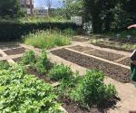 Strathclyde University Community Garden
