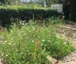 Strathclyde University Community Garden
