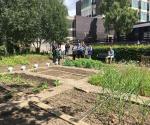 Strathclyde University Community Garden