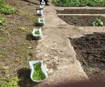 Strathclyde University Community Garden