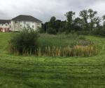 Pinkerton Crescent Wetland