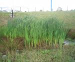 DEX Tesco Detention Basin 