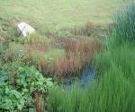 DEX Tesco Detention Basin 