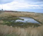 Altens industrial estate Pond 2
