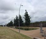 Diagonal Walk raingardens