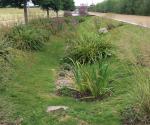 Diagonal Walk raingardens