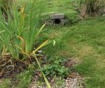Diagonal Walk raingardens