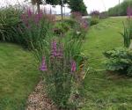 Diagonal Walk raingardens