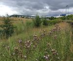 Clyde Gateway East Business Park Pond