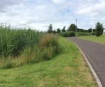 Clyde Gateway East Business Park Linear Wetland