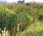 Clyde Gateway East Business Park Linear Wetland
