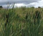 Clyde Gateway East Business Park Linear Wetland