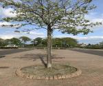 Queen High School Tree Pits