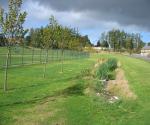 Ardler Village Dundee linear wetland