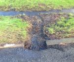 Ardler Village Dundee Gleneagles Avenue Swale