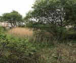 Dakota South Queensferry wetland 2022