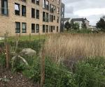 Ferrymuir South Queensferry Detention Basin