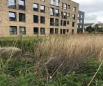 Ferrymuir South Queensferry Detention Basin