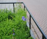 Fieldvisit 31st of may 2022 - credit by Antal Zuurman