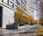Street view with large trees