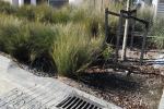 Rain Garden in Long Bay